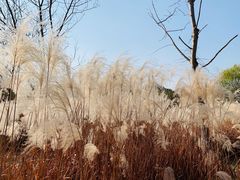 -梁鸿国家湿地公园