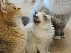 -有喵·猫咖·狗咖·30几只猫10只小狗(岗厦店)