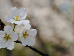 -顾村公园
