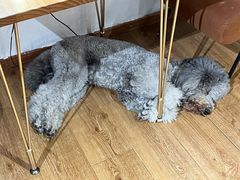 -沏点Trattoria意大利餐厅(新街口店)