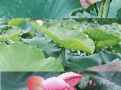 -大塘金香草谷