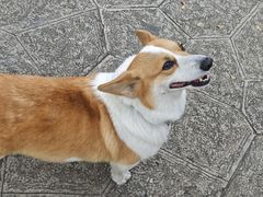 -CoCo都可(无锡百脑汇店)