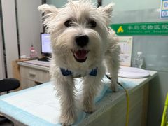 -半岛宠物医院24小时(科华中路店)