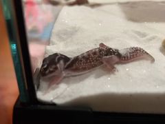 -酷以爬仙阁实体爬宠店·守宫·蜥蜴·专业繁育