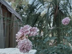 -Supine Bistro溯泮餐厅