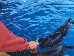 -芜湖新华联大白鲸海洋公园