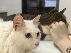 -御宝贝·A梦猫科宠物医院(国际猫友好医院)