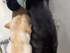 -共舞时光猫咖·狗咖(新街口店)