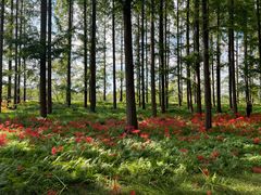 -黄海国家森林公园