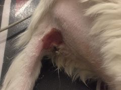 -纳吉亚猫专科动物诊疗中心(蒋宅口分院)