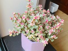-双季花艺园艺市场(浦东店)