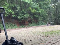 -南宁良凤江国家森林公园