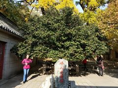 -青岛崂山太清宫
