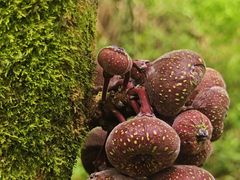 -海南热带雨林国家公园吊罗山景区