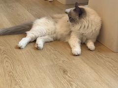 -有喵·猫咖·狗咖·30几只猫10只小狗(岗厦店)