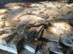 -自贡恐龙博物馆