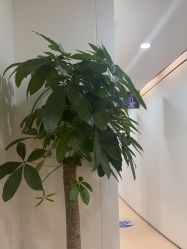 -郑荃丽格医疗美容