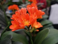 -三圣花乡旅游区