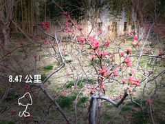 -莫愁湖公园