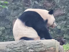 -都江堰中华大熊猫苑