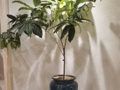 -巴音浩日娲·蒙餐(双林东路店)