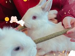 -猫猫幼稚园·撸猫·桌游·电玩