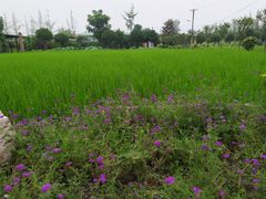 -洪湖家庭农场·团建·露营·会议