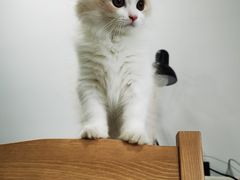 -猫大福·Fortune Cat猫舍(百子湾店)