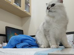 -心语宠物医院·急重症转诊中心·瑞辰华诺(南青路店)