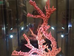 iphone_upload_pic-绮丽珊瑚(台北101旗舰门市店)