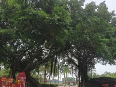 -万绿园