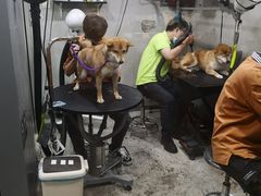 -PETKIT小佩宠物(昭化店)