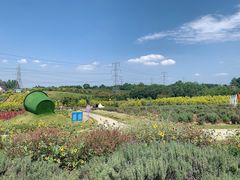 -紫颐香薰山谷景区