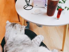 -猫咪派对(江南西店)