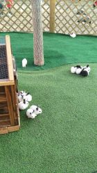 -萌宠亲子动物乐园(槐房万达店)