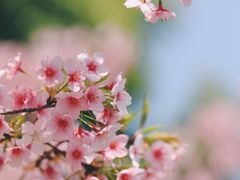 -顾村公园