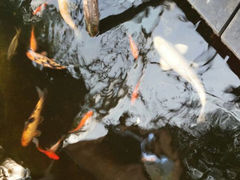 android_upload_pic-上海大自然野生昆虫馆