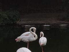 -广州动物园