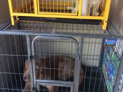 A猫a狗宠物生活馆-A猫a狗全科·犬猫异宠·芥西宠物医院(南开总院)