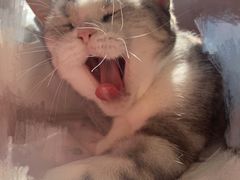 -纳吉亚猫专科动物医院·北北分院