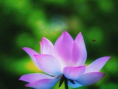 -上海辰山植物园