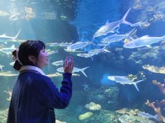 -华夏文旅海洋公园