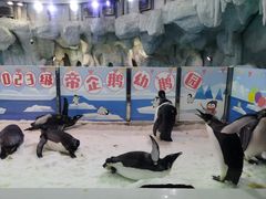 -帝企鹅自助餐厅•儿童岛•真企鹅(长隆企鹅酒店)