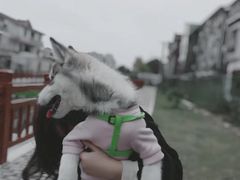 -翊宠yipet猫狗购宠庄园犬舍•猫舍