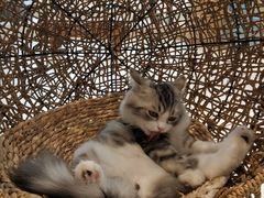 -飞行喵MR PILOT|猫舍·猫咖(静安大融城店)