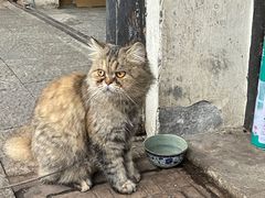 -葑门横街