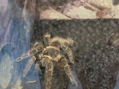 -上海大自然野生昆虫馆(东方明珠·爬宠昆虫探索中心)