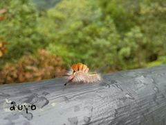 -龙湾潭国家森林公园