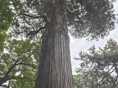 -大兴滨河森林公园