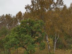 -御道口草原森林风景区